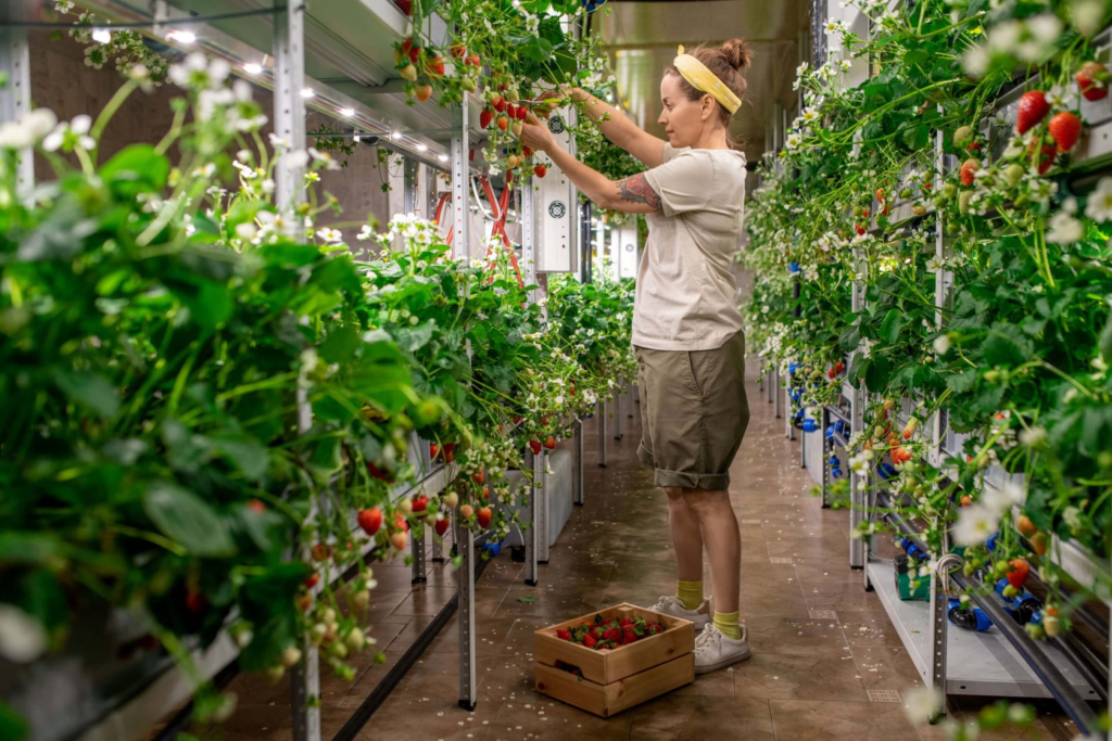 how much energy does vertical farming use
