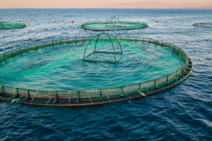 How to reduce pH in aquaculture with IoT devices