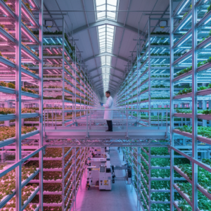 Technician overlooking rows of glowing plant towers in a facility using vertical farming data analytics to monitor growth.